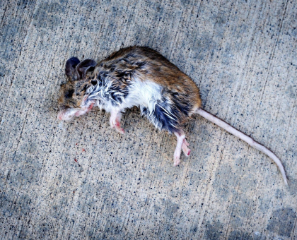dead rat image two