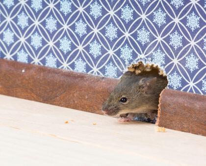 rodent-proofing-img-03